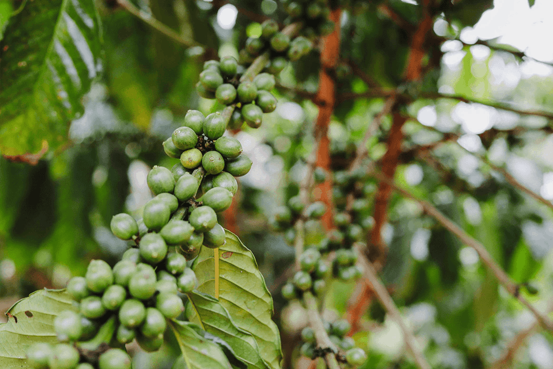 Different Types of Coffee Beans Explained: Arabica, Robusta & More