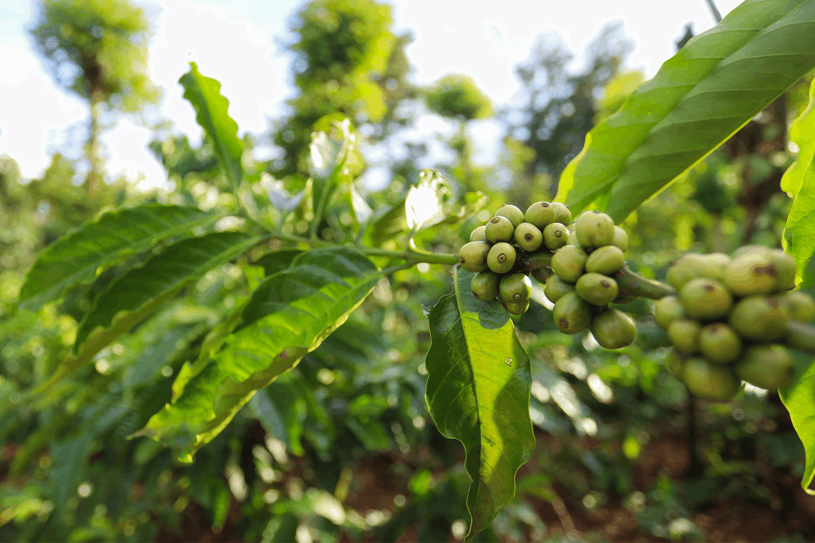 Coffees of The World: What Do Beans From Different Countries Taste Like? - CafePod